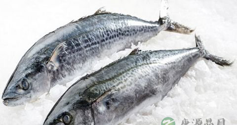 马鲛鱼的营养价值_吃马鲛鱼的好处