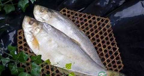 鳓鱼的营养价值_吃鳓鱼的好处