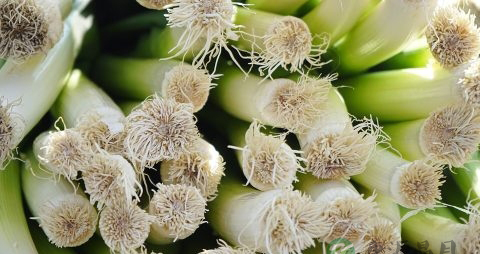 青蒜的营养价值_吃青蒜的好处