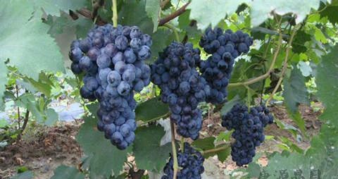 夏黑葡萄的营养价值_吃夏黑葡萄的好处 夏黑葡萄的营养价值_吃夏黑葡萄的好处
