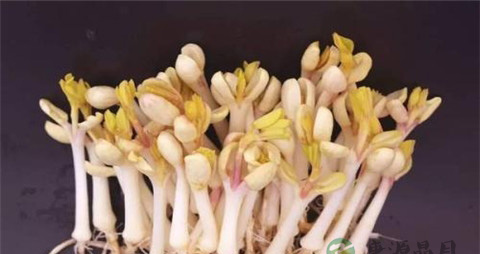 花生芽有营养吗 花生芽有营养吗