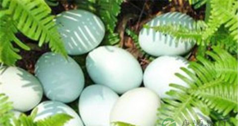 野鸭蛋的吃法_哪些人不能吃野鸭蛋