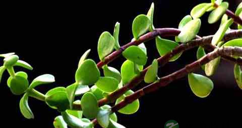 马齿苋能治白头发吗