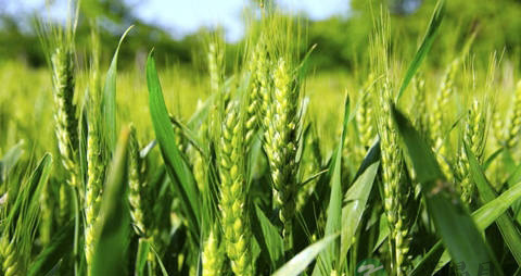 大麦茶的营养价值_吃大麦茶的好处