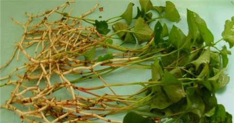 长期喝鱼腥草好吗