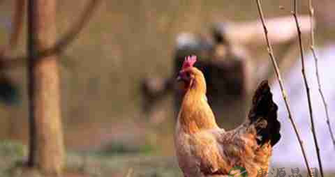 老母鸡的营养价值_吃老母鸡的好处