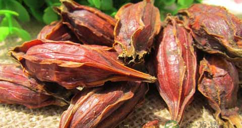 山栀子的吃法_哪些人不能吃山栀子