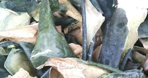 干荷叶和冬瓜皮怎么泡水喝 干荷叶和冬瓜皮怎么泡水喝