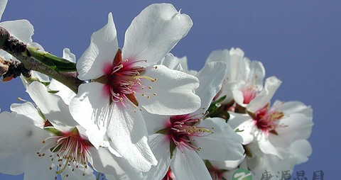 杏仁的营养价值_吃杏仁的好处