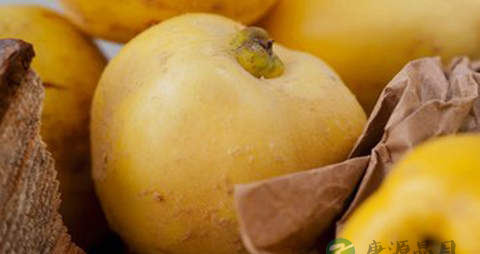 苏木梨的营养价值_吃苏木梨的好处