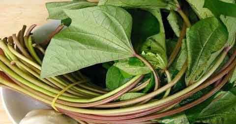 番薯叶的吃法_哪些人不能吃番薯叶