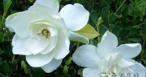 栀子花的吃法_哪些人不能吃栀子花