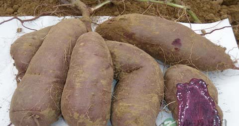 紫薯的吃法_哪些人不能吃紫薯