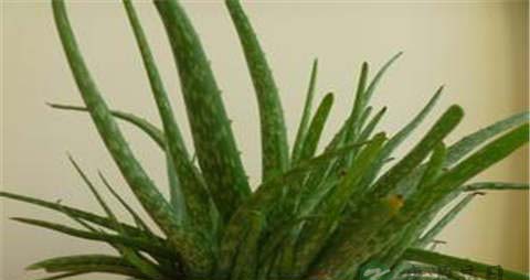 芦荟的营养价值_吃芦荟的好处