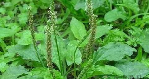 车前草的营养价值_吃车前草的好处