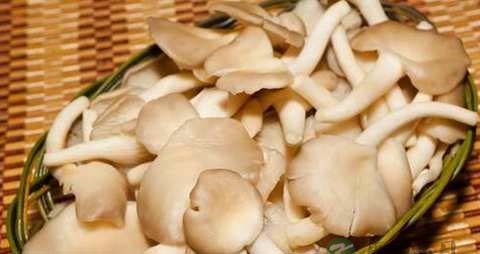 秀珍菇的吃法_哪些人不能吃秀珍菇