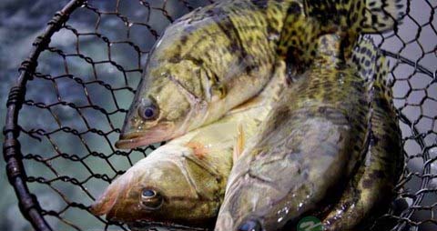 鳜鱼的吃法_哪些人不能吃鳜鱼