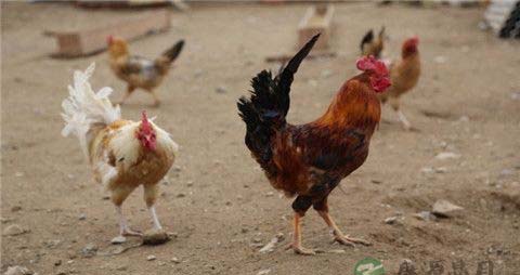 区别散养鸡和速成鸡的方法