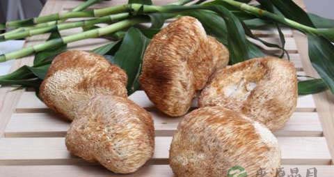 猴头蘑的营养价值_吃猴头蘑的好处 猴头蘑的营养价值_吃猴头蘑的好处