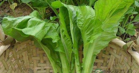 芥菜怎么做不苦