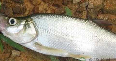 白鱼的营养价值_吃白鱼的好处