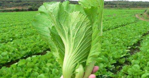 大叶芥菜的吃法_哪些人不能吃大叶芥菜 大叶芥菜的吃法_哪些人不能吃大叶芥菜