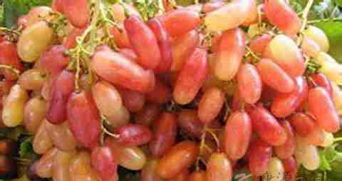 美人指的营养价值_吃美人指的好处