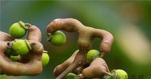 拐枣的营养价值_吃拐枣的好处