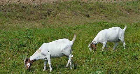 羊胆的吃法_哪些人不能吃羊胆