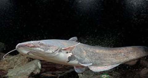 小姐鱼的营养价值_吃小姐鱼的好处