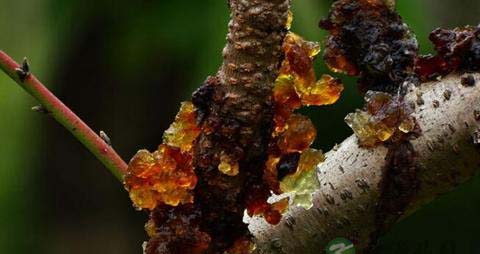 如何选购优质桃胶