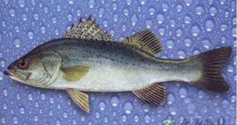 鲈花的吃法_哪些人不能吃鲈花 鲈花的吃法_哪些人不能吃鲈花