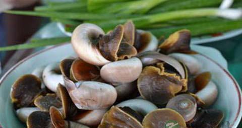 尖波螺的营养价值_吃尖波螺的好处