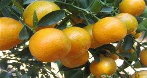 金橘的吃法_哪些人不能吃金橘