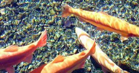 虹鳟鱼的营养价值_吃虹鳟鱼的好处