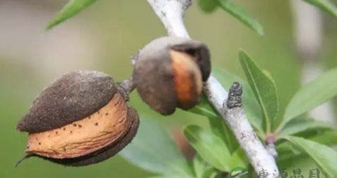 巴旦木的营养价值_吃巴旦木的好处