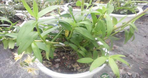 铁皮石斛的营养价值_吃铁皮石斛的好处