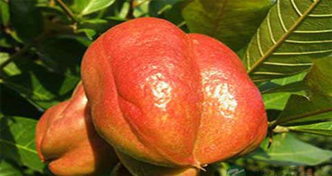 南非荔枝果的吃法_哪些人不能吃南非荔枝果