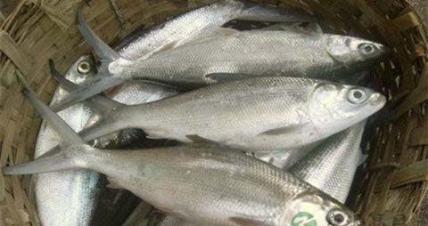 虱目鱼的吃法_哪些人不能吃虱目鱼