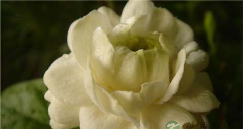 茉莉花茶的营养价值_吃茉莉花茶的好处