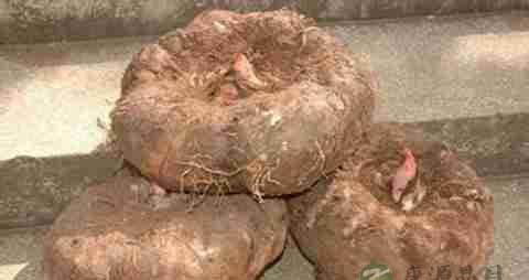 蒟蒻的营养价值_吃蒟蒻的好处