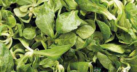 野苣的营养价值_吃野苣的好处