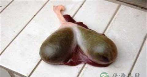 鸡胆的吃法_哪些人不能吃鸡胆