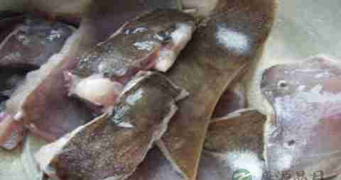 孔鳐的营养价值_吃孔鳐的好处