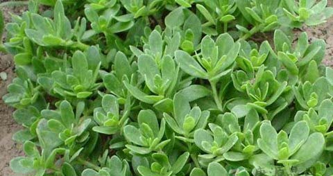 新鲜的马齿苋怎么做菜