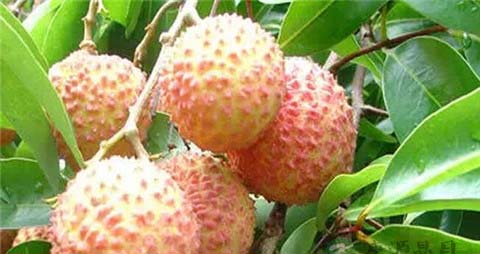 新鲜荔枝怎么保存