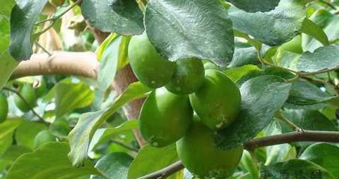 台湾青枣的营养价值_吃台湾青枣的好处