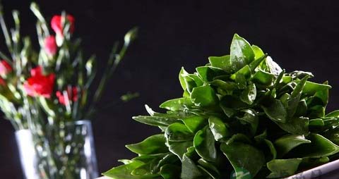 穿心莲的吃法_哪些人不能吃穿心莲 穿心莲的吃法_哪些人不能吃穿心莲