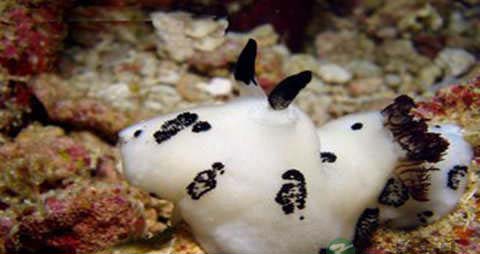 海兔鱼的吃法_哪些人不能吃海兔鱼