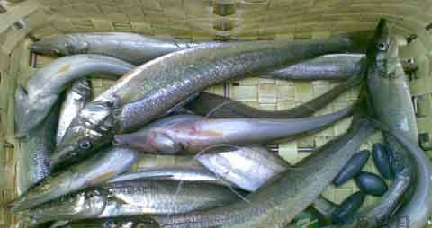 沙梭的吃法_哪些人不能吃沙梭